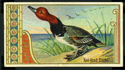 38 Red-Head Duck